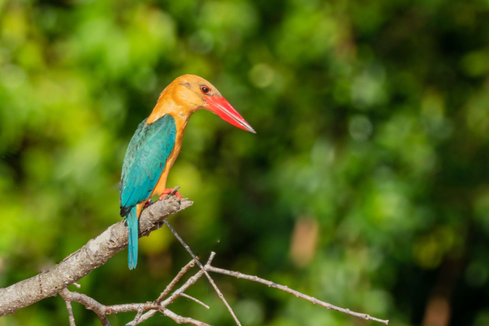 Stork billed Kingfisher 2